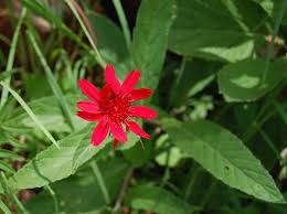 Image result for Erythrocephalum