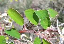 Image result for Amelanchier ovalis