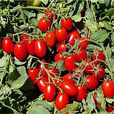 Image result for tomato Datterino