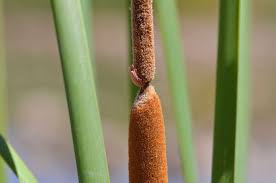 Image result for Typha capensis