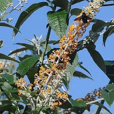 Image result for Buddleja madagascariensis