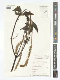 Image result for Centemopsis kirkii