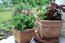 Thrillers, fillers and spiller plants. Easy To Create Container Gardens For Houston Summers