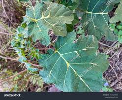 Image result for Solanum viarum