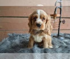 Here at our home these cuties are very loved, well cared for and social. View Ad English Cocker Spaniel Puppy For Sale Near Pennsylvania Honey Brook Usa Adn 150820