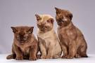 About Us - Burmese Kittens
