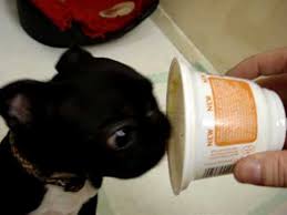 Pug x bichon frise mix = pushon. Little Bug Boston Terrier Pug Mix Eating The Remains Of My Yogurt Youtube