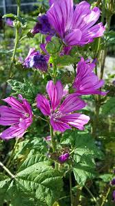 Malvengewachse Ein Familienportrat Schone Blumen Hibiskus Pflanzen