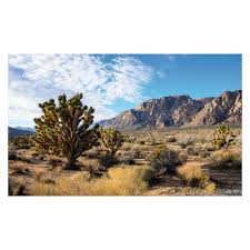 Image result for Terrarium Cling Background