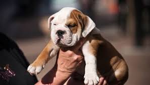 Send a photo to whatsapp, facebook. The Evolution Of Petface Science Smithsonian Magazine