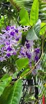 Image result for Petrea volubilis