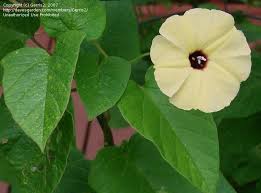 Image result for Hewittia