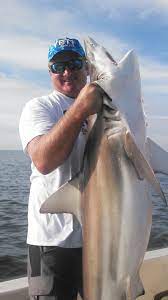 Trips & rates for guided fishing charters for tarpon, snook, redfish, shark & many more in tampa, clearwater, and st. St Pete Beach Shark Fishing Capt Billy Miller