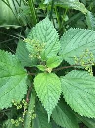 Image result for Urticaceae
