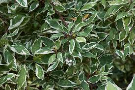 Some variegated bushes have only a fringe of white around the leaf, some have irregular dots and spots, some show off broad panels of white, and other shrubs. 23 Of The Best Variegated Shrubs For Your Landscape Gardener S Path