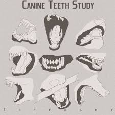 Wolf Fangs Reference Canine Drawing Animal Drawings Wolf Sketch