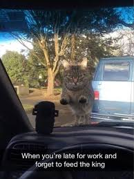 Jun 21, 2021 · taco tuesday is my favorite day of the week; 23 Funny Animal Pics For Your Tuesday Shayri Page