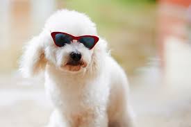 80 White Dog Names For Snow Colored Pups Great Pet Care