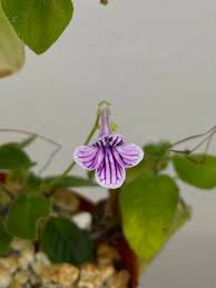 Image result for Streptocarpus glandulosissimus