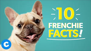 The french bulldog is popular as a pet, never in the history of the breed have they been so popular. French Bulldog 101 10 Facts About Frenchies Chewy Youtube