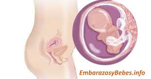 3 Meses De Embarazo El Bebe La Panza Y Los Sintomas