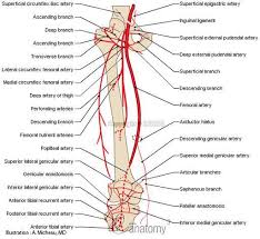 The anatomical regions (shown) compartmentalize the human body. Anatomy Of Lower Extremity Arteries Anatomy Arteries Lower Limb