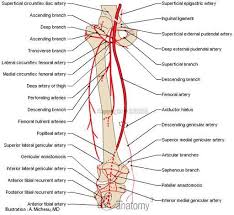 Introduction to functional anatomy of the lower extremity. Anatomy Of Lower Extremity Arteries Anatomy Arteries Body Muscle Anatomy