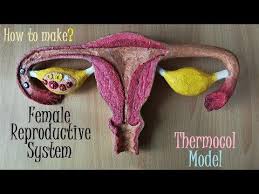 Making Female Reproductive System Model Youtube In 2020 Female Reproductive System System Model Reproductive System