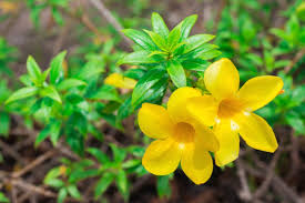Several bushes that grow in florida produce red flowers. 35 Beautiful Florida Shrubs Photos Garden Lovers Club