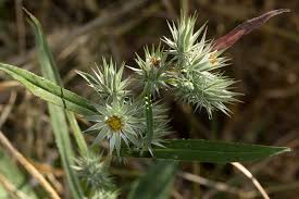 Image result for Macledium sessiliflorum