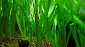 Image result for Vallisneria