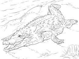 The earliest alligators appeared at the age of 37 million years ago. Pin On First Grade Animal Of The Week