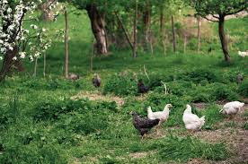 Voraussetzungen, um hühner im garten zu halten man braucht keinen eigenen bauernhof, wenn man sich für das halten von hühnern entscheidet. Huhnerhaltung Im Garten Tipps Fur Anfanger Huhnerhaltung Im Garten Huhner Im Garten Huhner Haltung