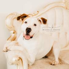 Rbr kennels is proud to offer our blue purebred pitbull puppies to working and family homes worldwide, including minnesota. Minnesota Pit Bull Rescue Home Facebook