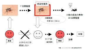デング熱について - 岡山県ホームページ（感染症情報センター）