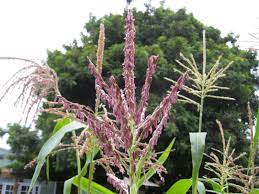 Therefore, it becomes important to look how healthy, uniform and vigorous the stand is to properly diagnose what is happening. The Birds And The Bees Corn Sex Gardenerd