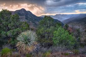 Required fields are marked *. Yucca And Pine Trees Over The Salt River Canyon At Sunset Photograph By Dave Dilli