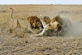 The pair are running circles around each other when a leopard. The Truth About Lions Science Smithsonian Magazine