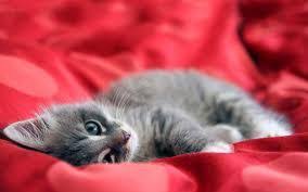 Bekijk meer ideeën over dieren, dierenfotografie, schattige dieren. Schattige Dieren Achtergronden Google Zoeken Schattige Dieren Schattige Babydieren Schattige Katten