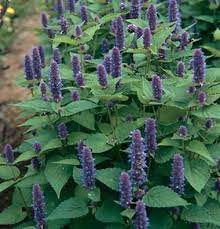 Anise Hyssop Herb Seed Johnny S Selected Seeds Garden Seeds Organic Seeds Plants