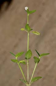 Image result for Torenia thouarsii