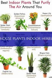 Indoor Herbal Plants Indoor Benefits Indoor Plants House Plants Indoor Benefits Benefits He In 2020 House Plants Indoor Plants Benefits Indoor Plants