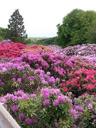 Beautiful Sea Of Colour Woodland Garden Azaleas Garden Design