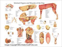 Hematopoiesis organ that produces lymphocytes. Dog Internal Anatomy Poster Dog Anatomy Anatomy Anatomy Organs