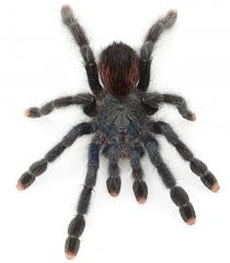 Not as good as some of their cousins, the rose hairs and such which are very handleable tarantulas. Pink Toe Tarantula Avicularia Avicularia For The Month Of August 15 99 While Supplies Last Scales N Tails