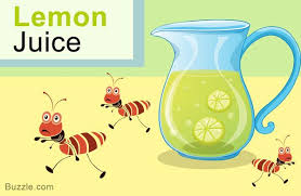 14 Safe And Amazingly Simple Home Remedies To Get Rid Of Ants Rid Of Ants Get Rid Of Ants Kill Ants