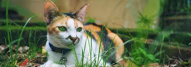 Can Cats Have Down Syndrome Hill S Pet