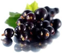 The tolerance of black currant flowers to induced frost i i ann. Currants
