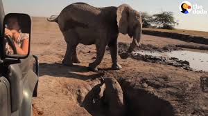 Baby Elephant Rescued From Mud Pit Reunites With Mom | Facebook