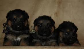 Choose state alabama arizona arkansas california colorado connecticut delaware georgia idaho illinois indiana iowa kentucky akc registered aca registered other. Akc German Shepherd Puppies For Sale In Los Angeles California Classified Americanlisted Com